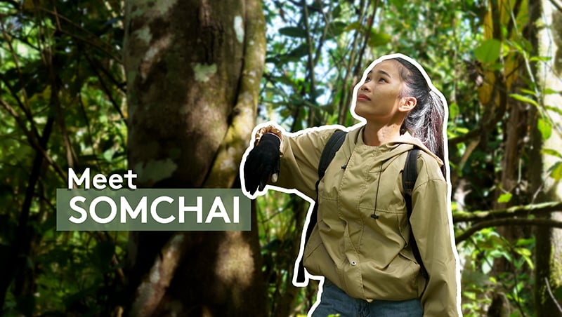 01. MEET SOMCHAI - Slow Roots