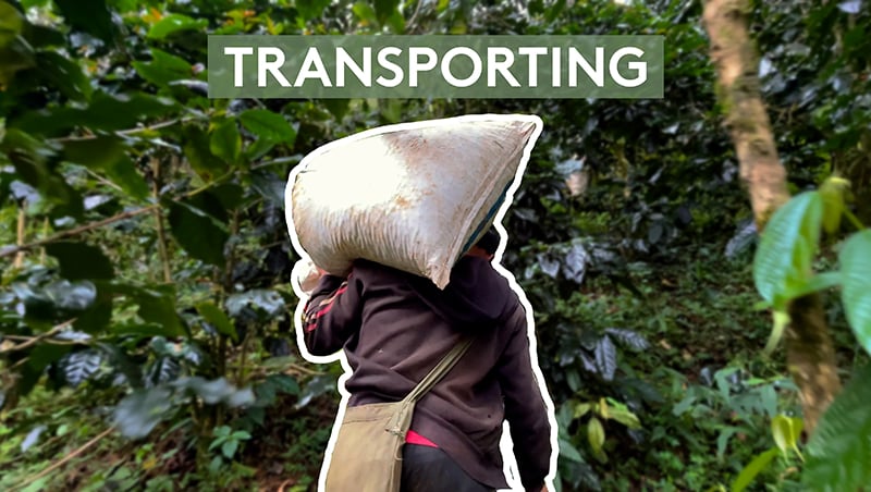 04. TRANSPORTING - Slow Roots