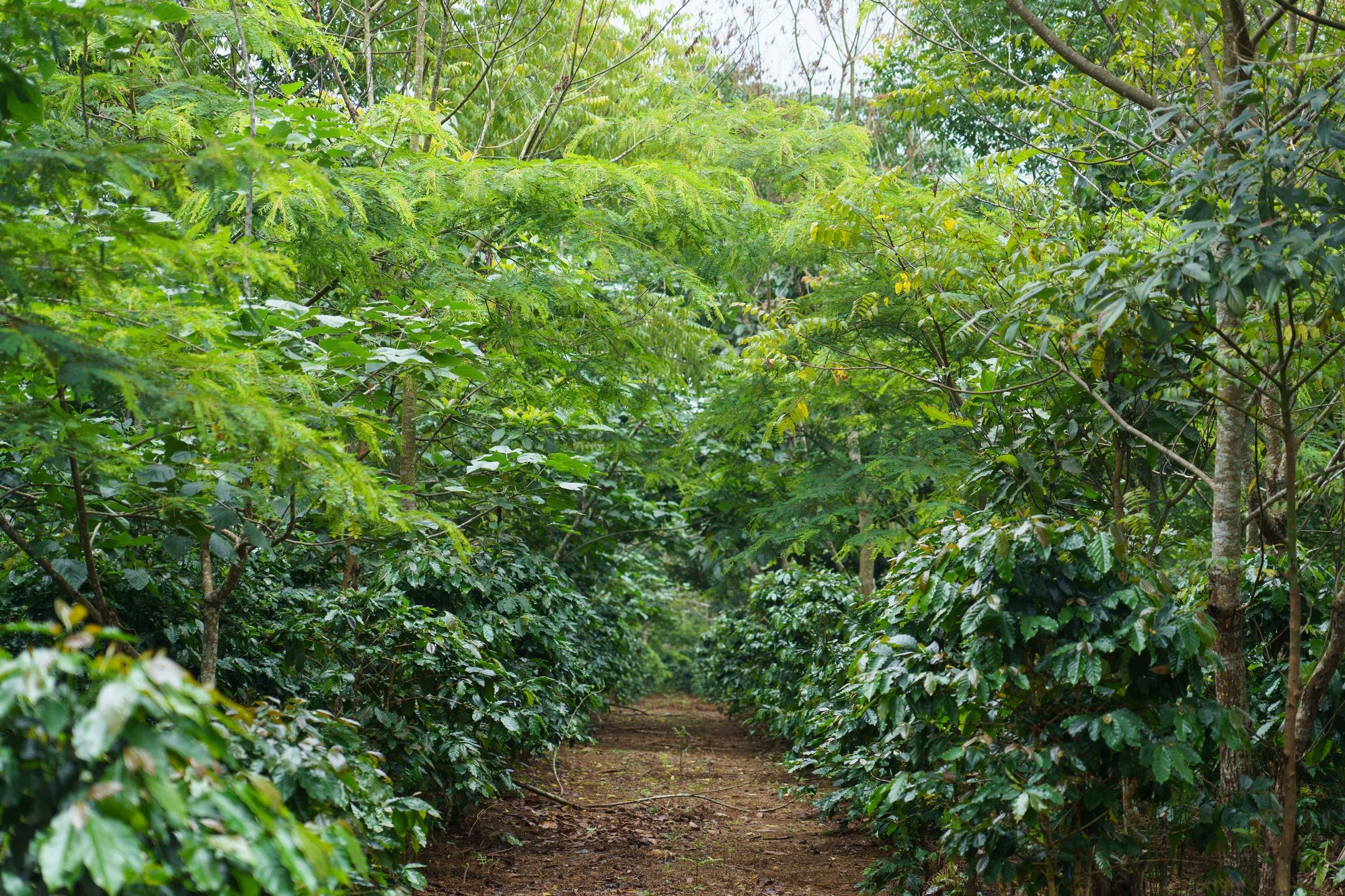 Agroforestry coffee and trees Mr Sengphes Slow farm