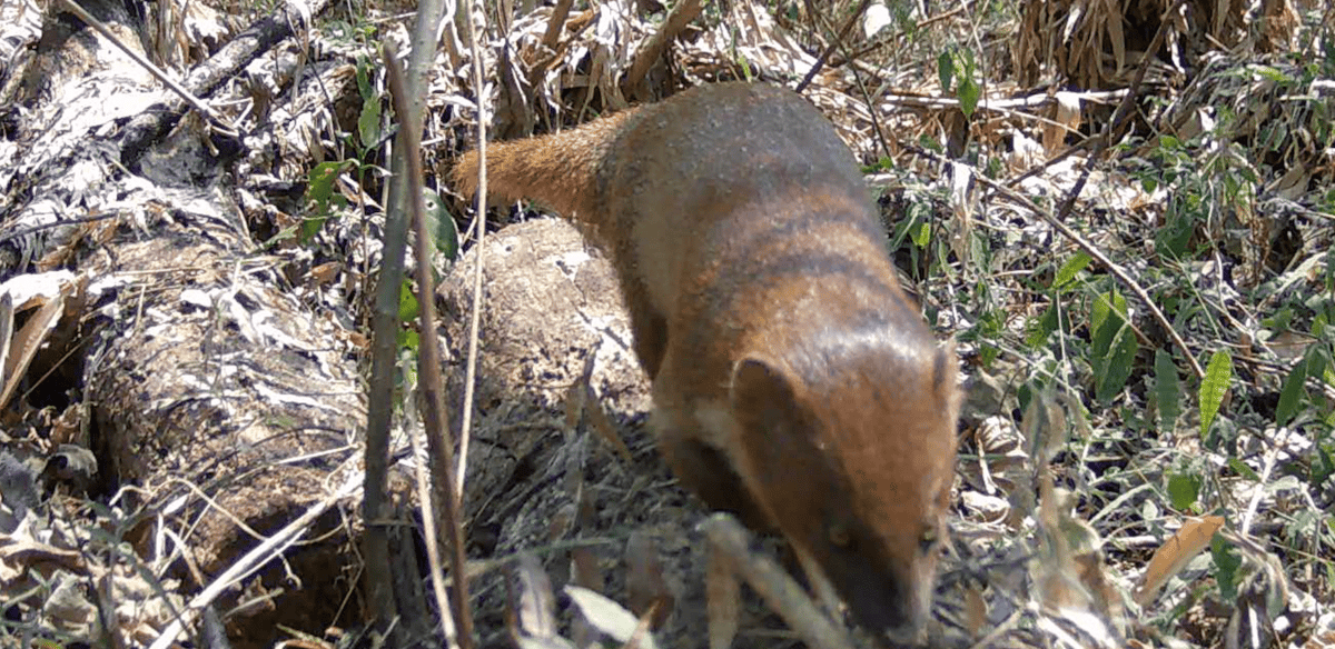 Asian mongoose (Herpestes javanicus) Wildlife Lakkhao farm