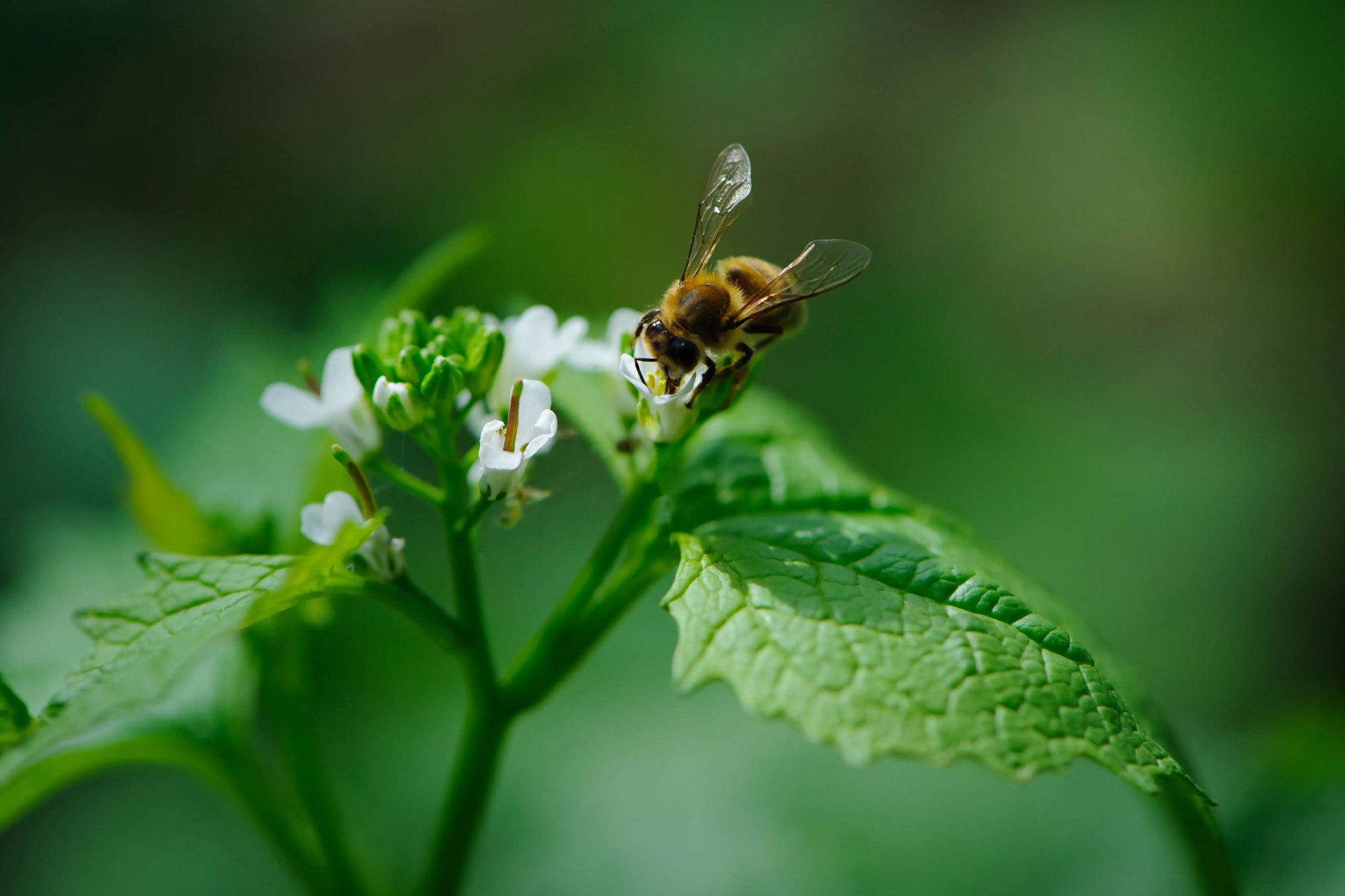 Biodiversity - Slow Impact