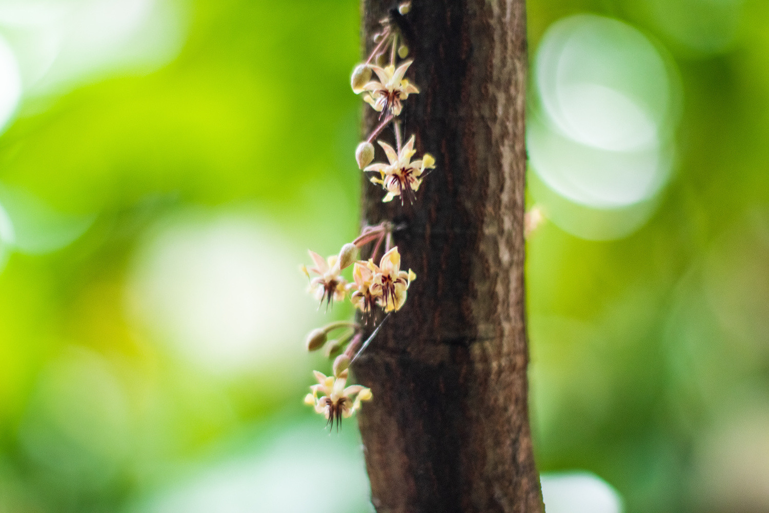 Cacao prices are rising, but smallholder farmers in regions like Sulawesi see little benefit