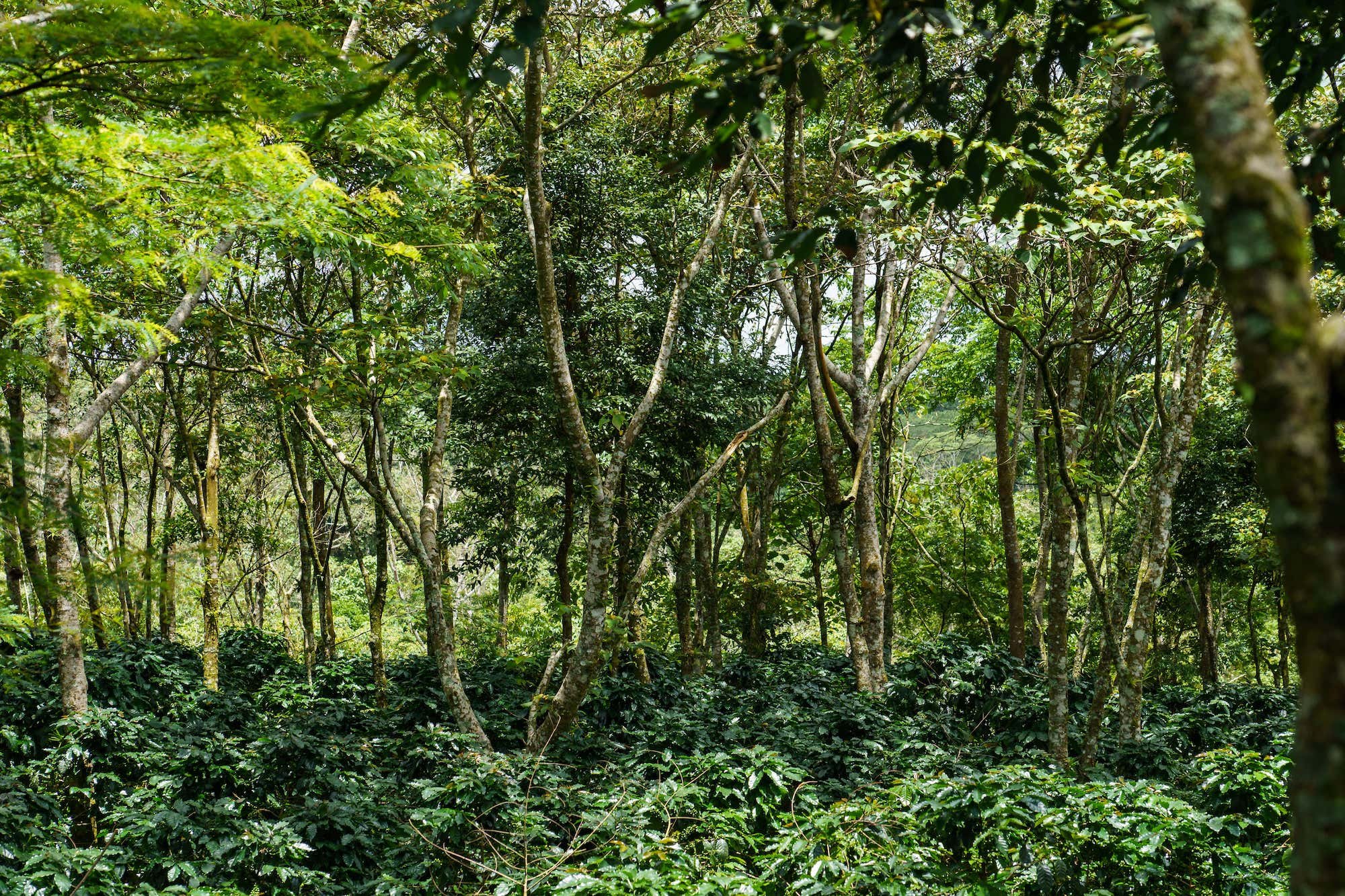 Carbon sequestration - Slow coffee and trees Mr Khamphone