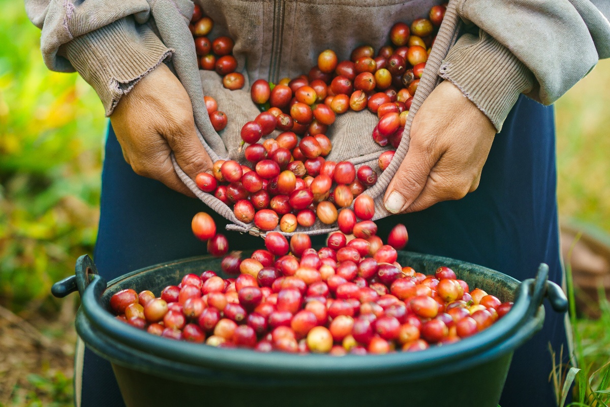 Picking coffee cherries in Maersk farm