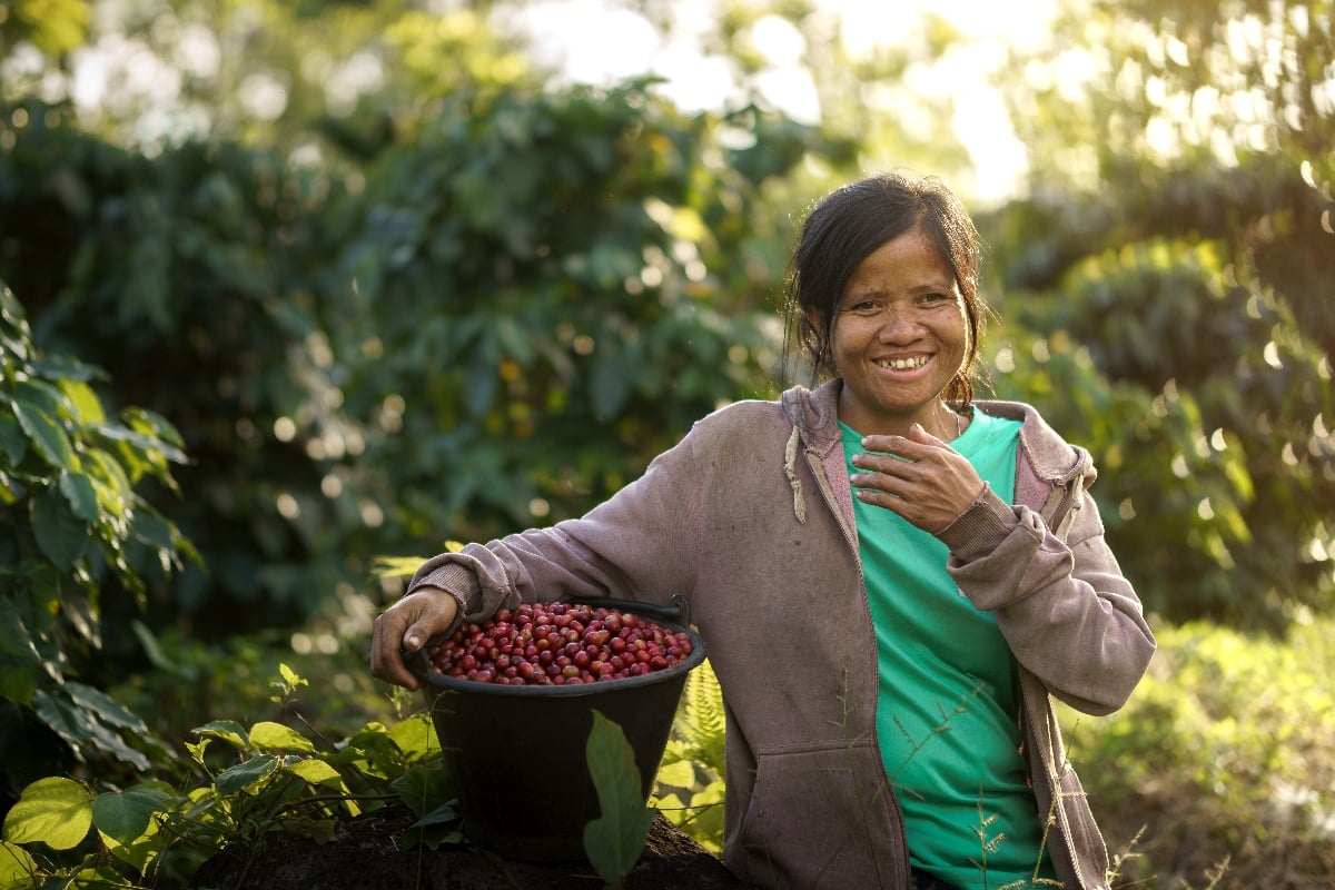 Coffe harvest in Maersk farm
