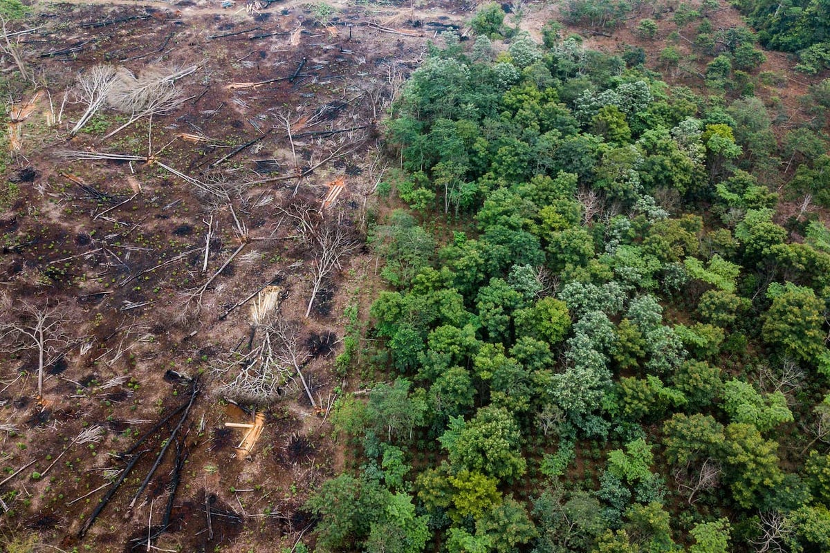 Deforestation to monoculture and agroforestry_Mr. Sengphets farm (Nongbone Village)-Slow Forest