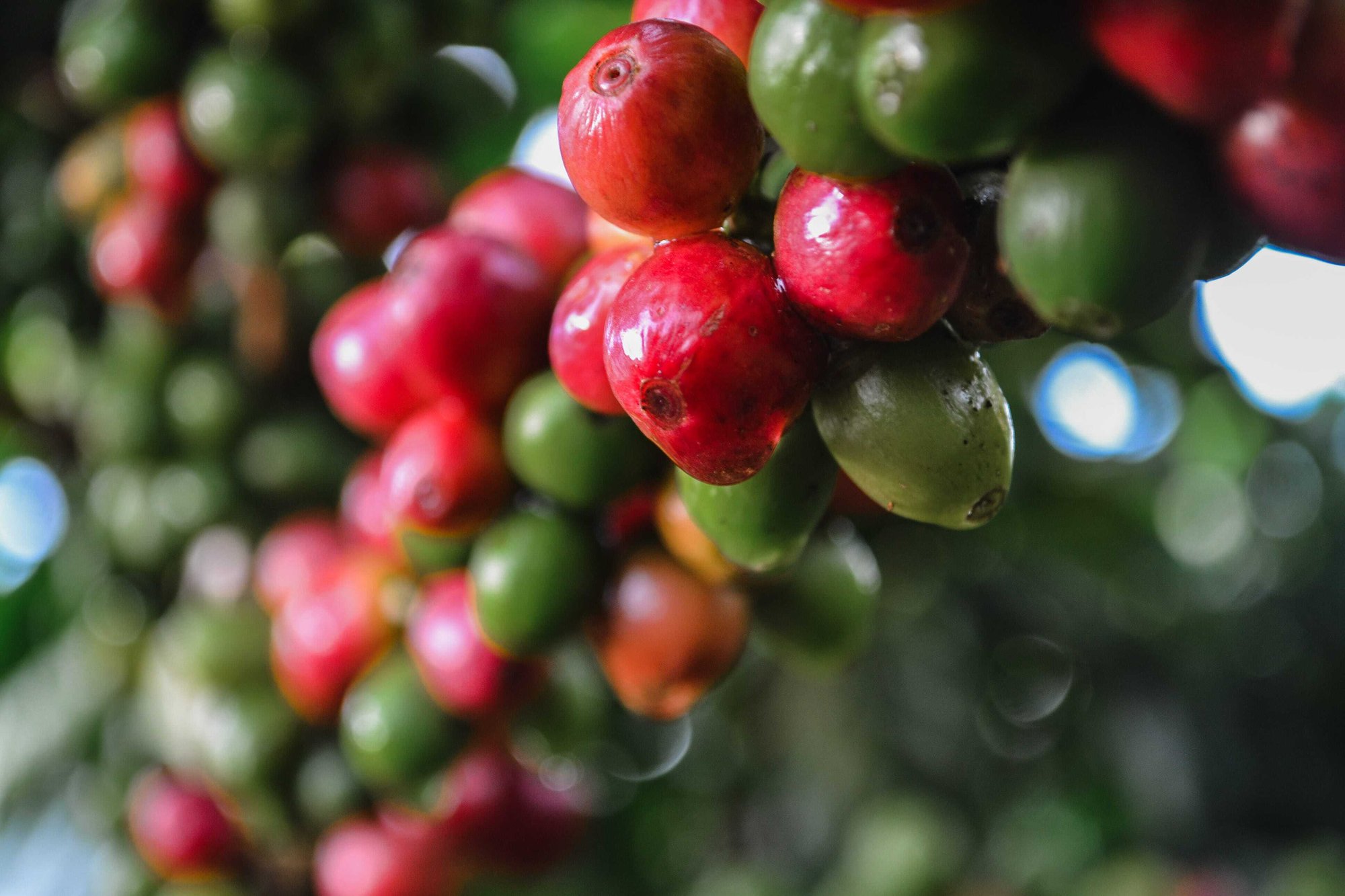 Green coffee cherries (unripe) (11)-min