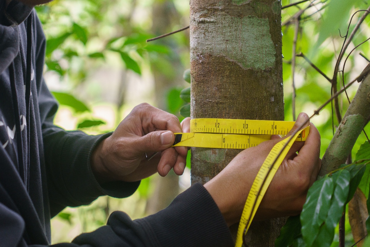 Impect Team (Tree inventory)_Nampot_Buffer_Zone_12 (1)-1