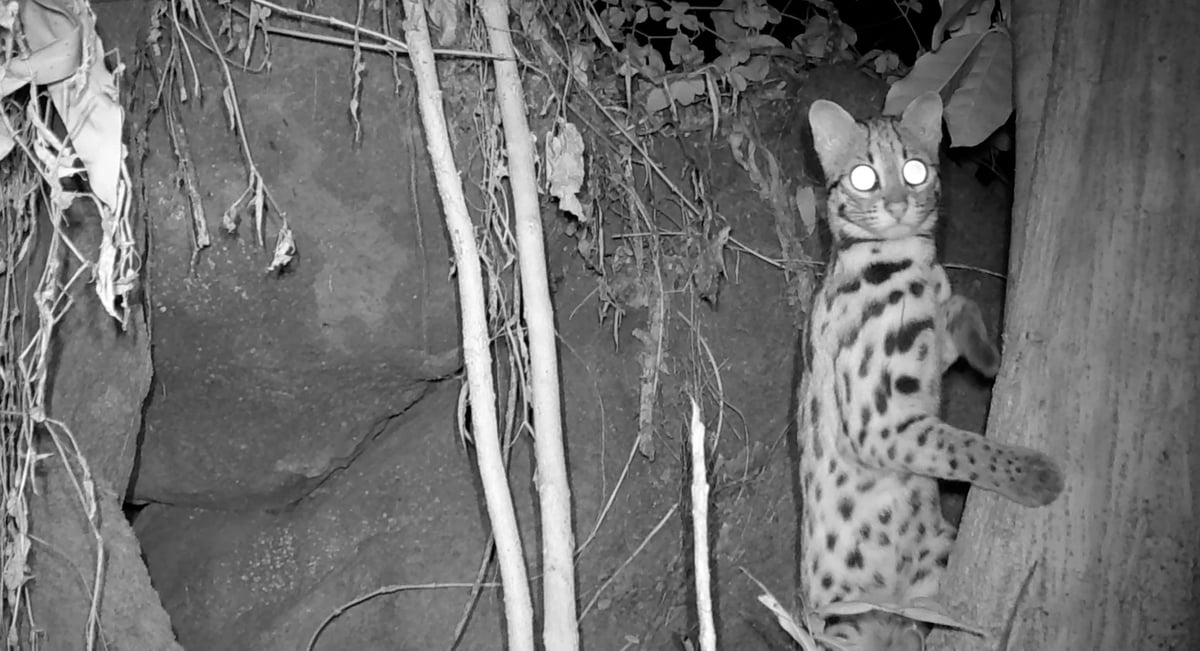 Leopard cat (Prionailurus bengalensis) Wildlife Slow Lakkhao farm