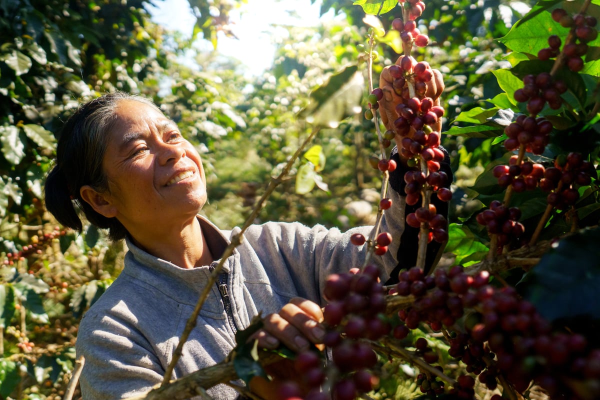 Mrs. Nouphi harvests ripe coffee cherries on her farm in Laos