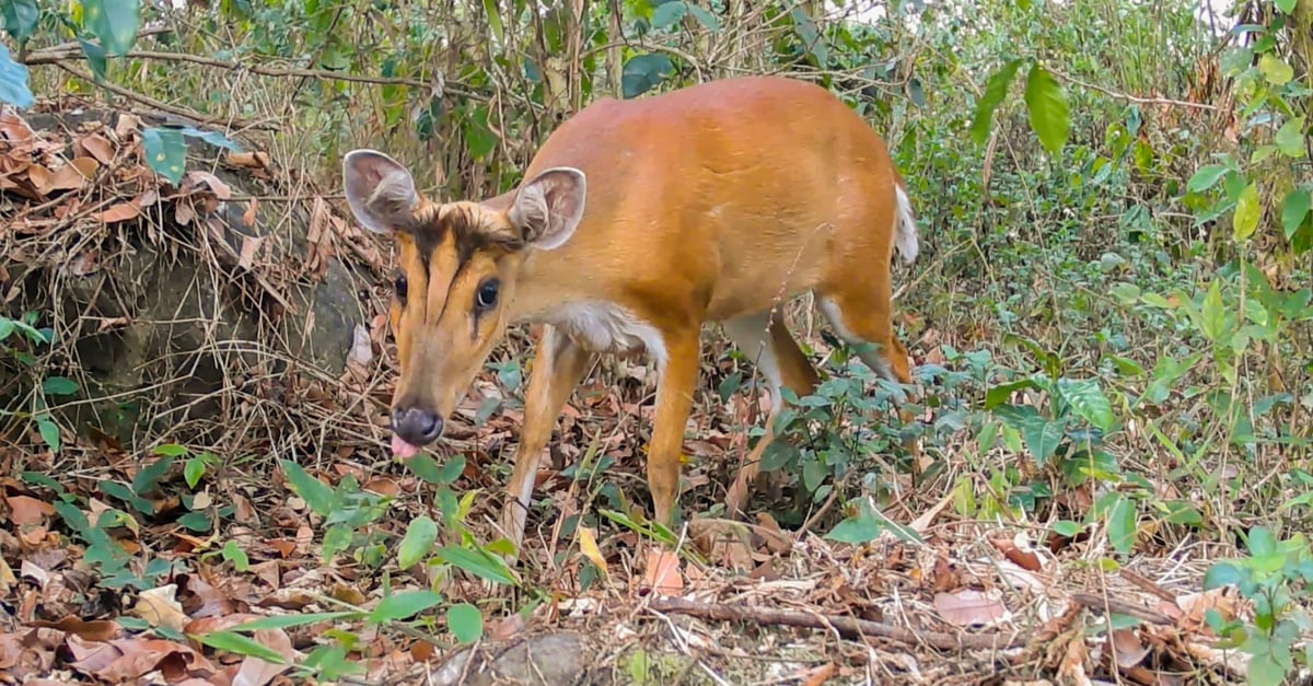 Northern Red Muntjac (Muntiacus vaginalis) wildlife Slow Lakkhao farm