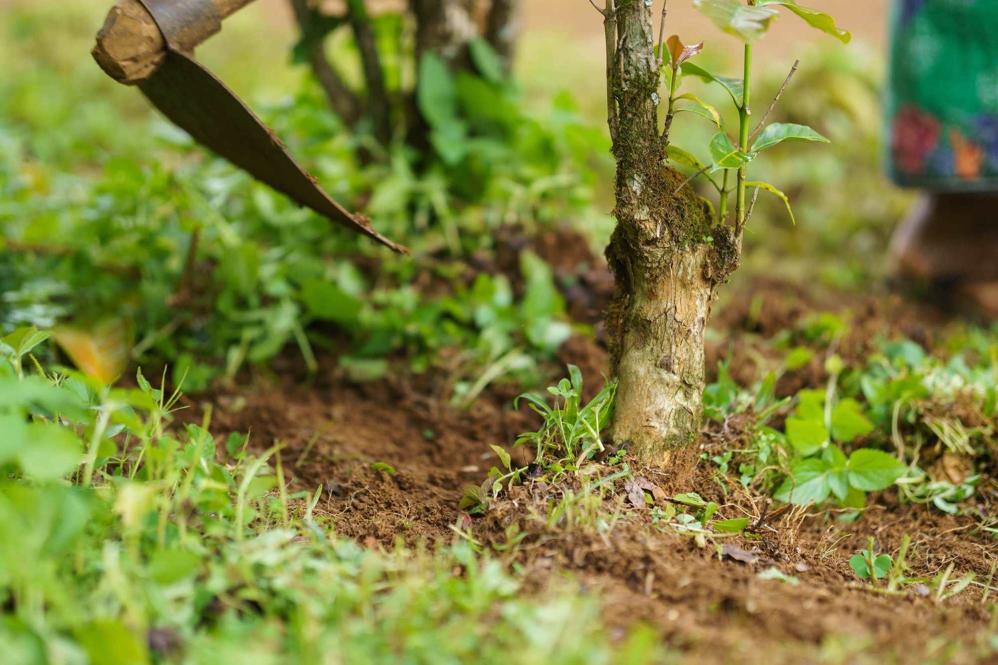 Soil Protection and Restoration