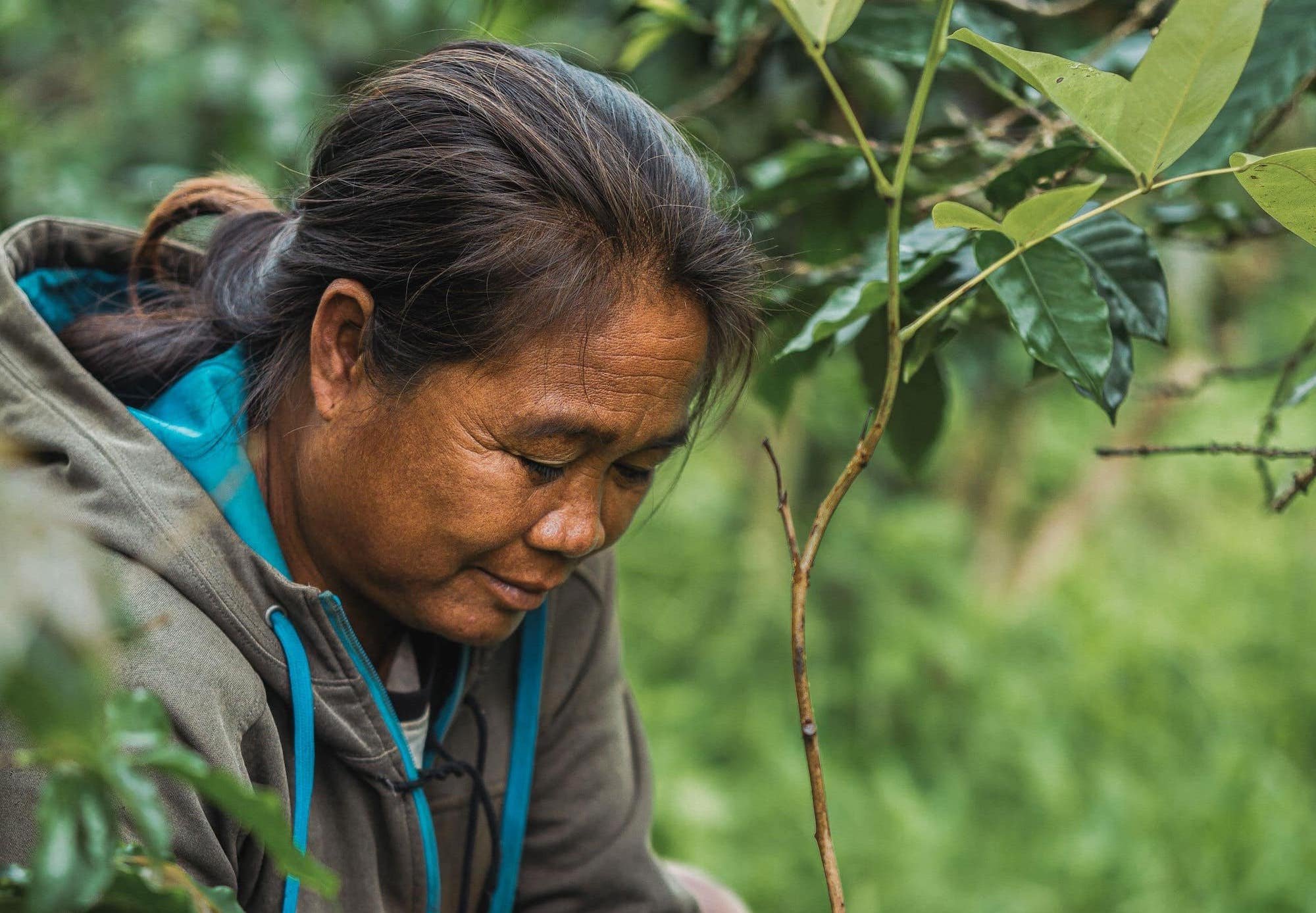 Tree Species Diversity - Slow farmers