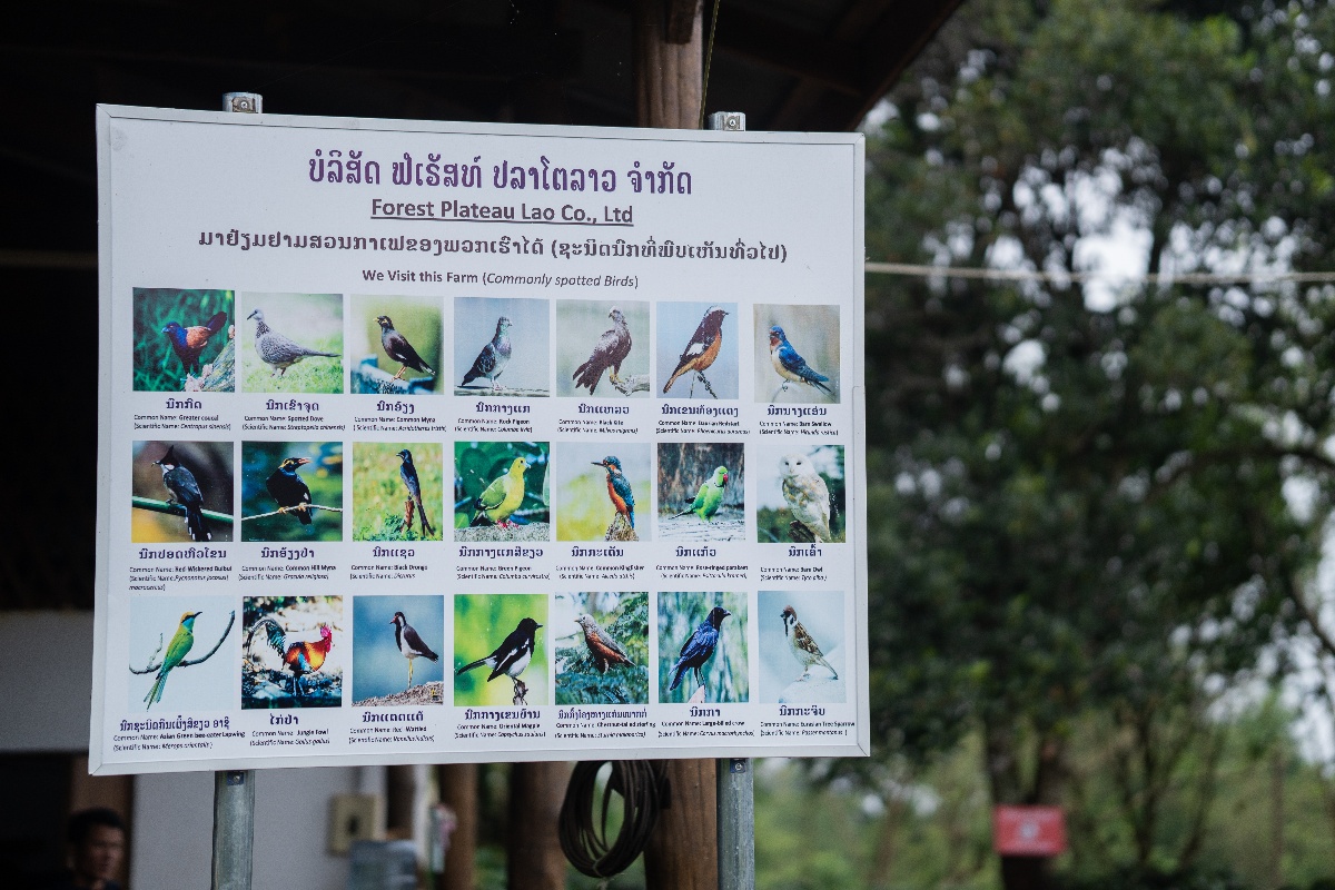 birds Name sige-1