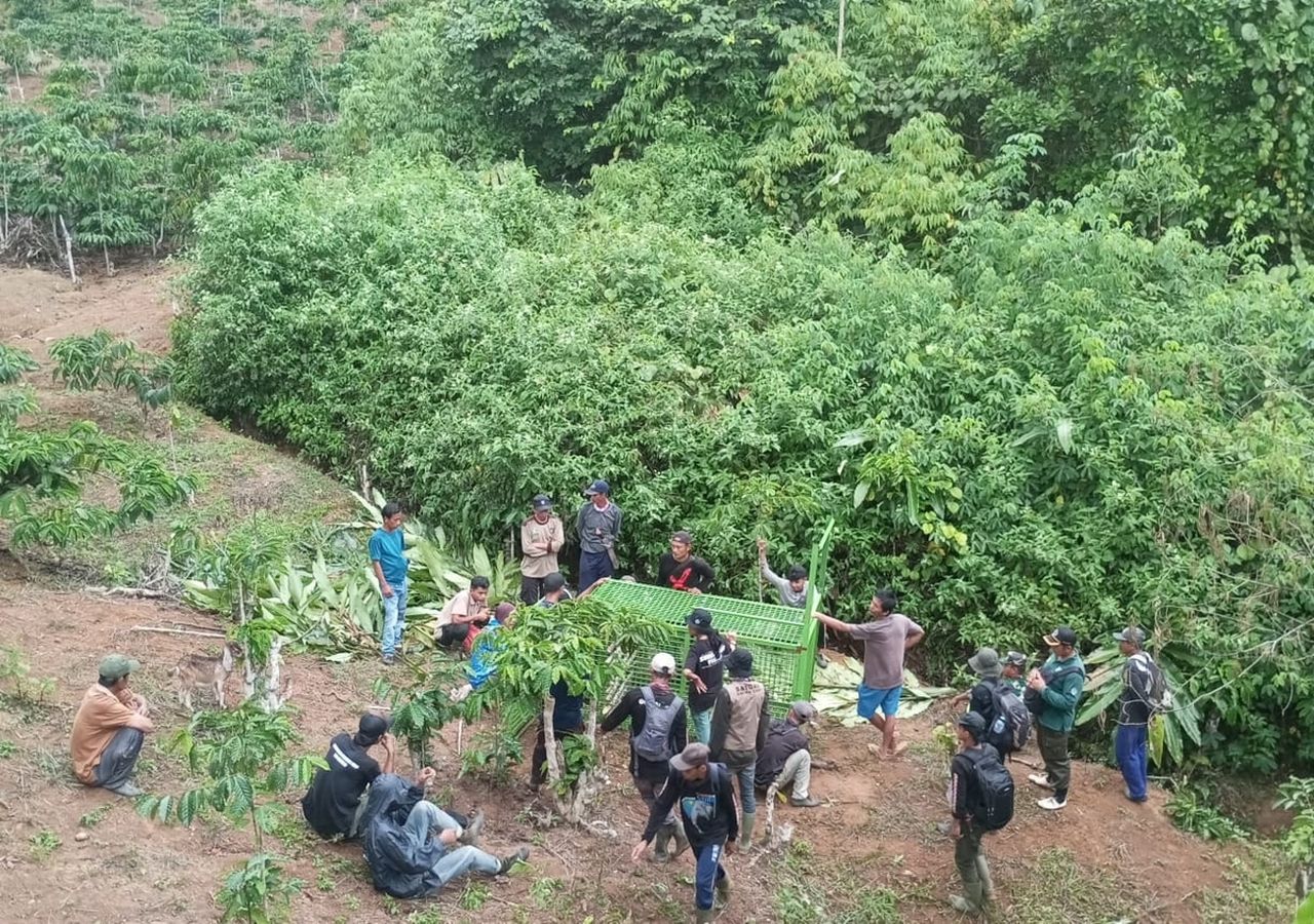 Park rangers set traps near the tiger attack site ©Bukit Barisan Selatan National Park