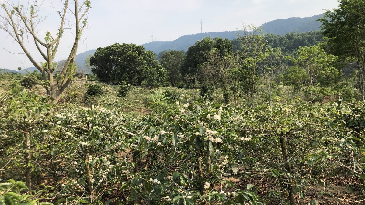 Our project area in Central Vietnam is undergoing transformation into an agroforest © Slow