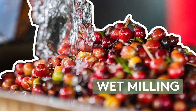 05. WET MILLING - Slow Roots