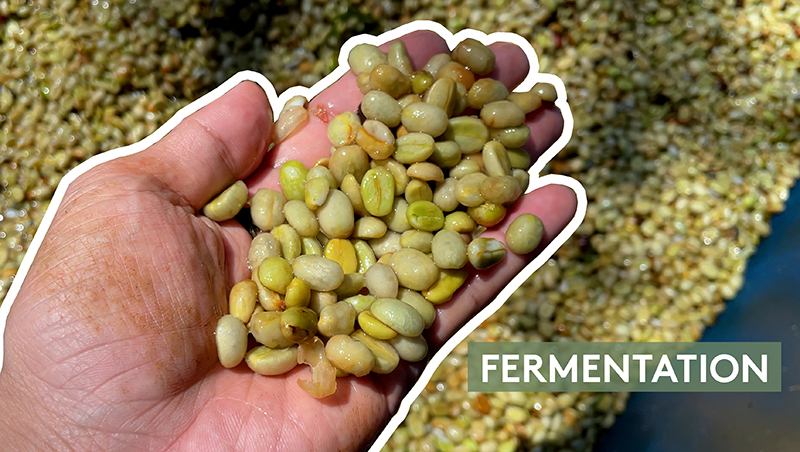 06 FERMENTATION - Slow Roots