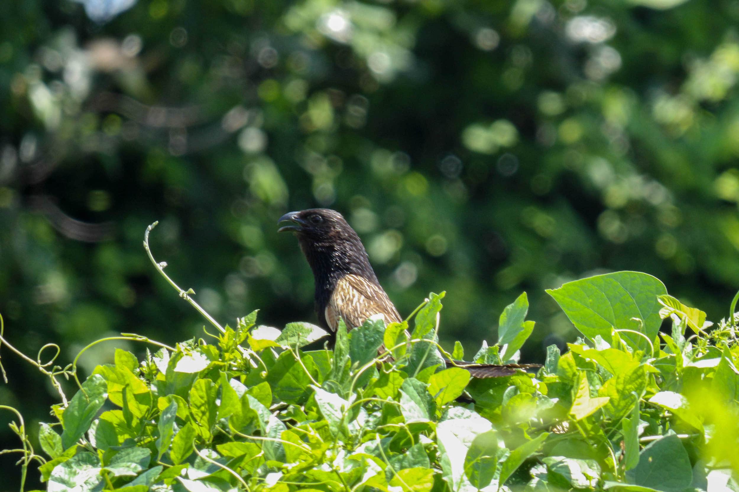 Bird-friendly Coffee Farms