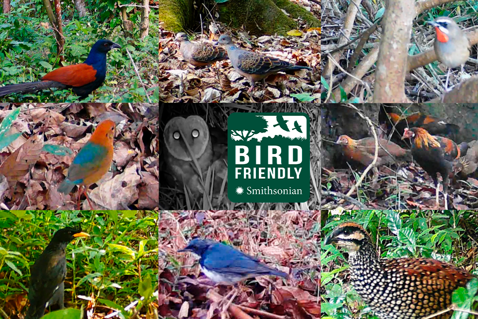 Birds seen in forest-grown coffee systems and buffer zones at Slow. Photo: Saosavanh Ketmala.