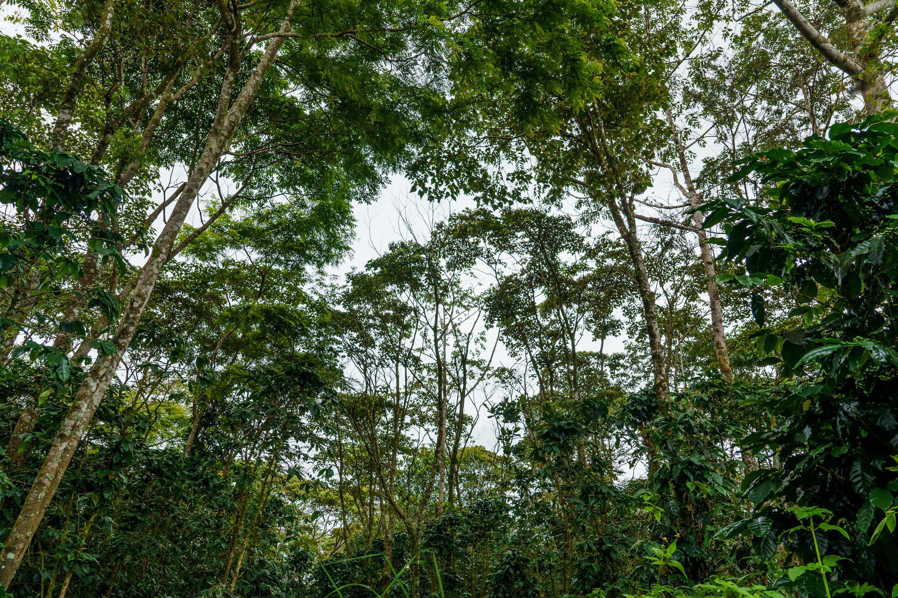 Canopy Cover - Slow Coffee and trees Mr Khamphone