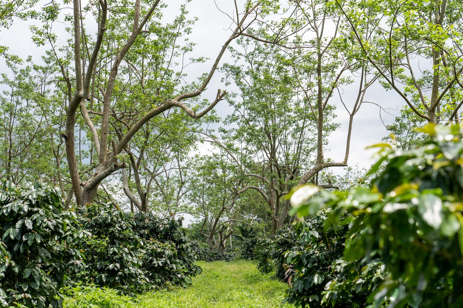 Coffee and Shade trees (temporary shade) Lakkhao farm