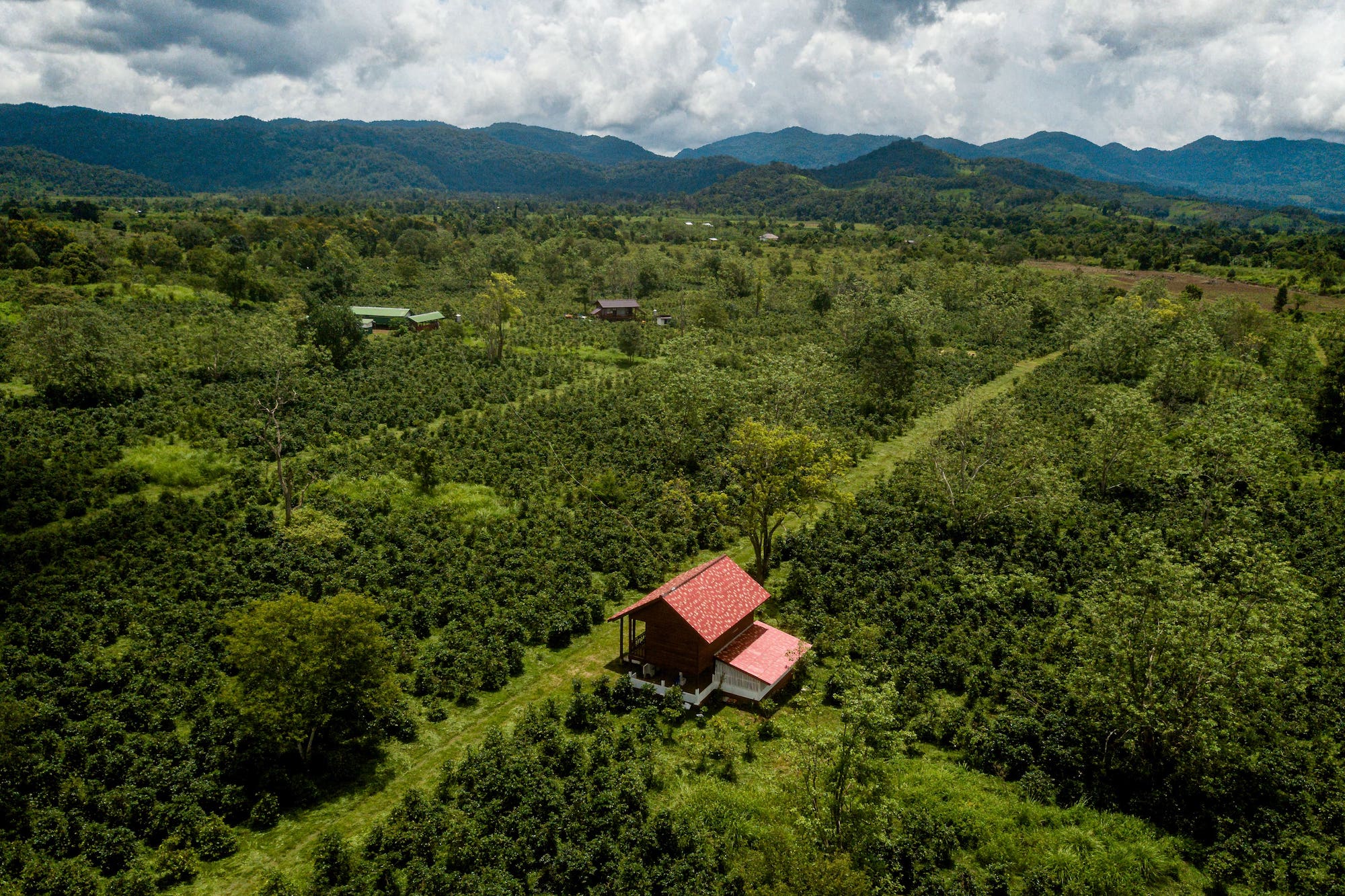 Coffee farm Phouluang Coor plot