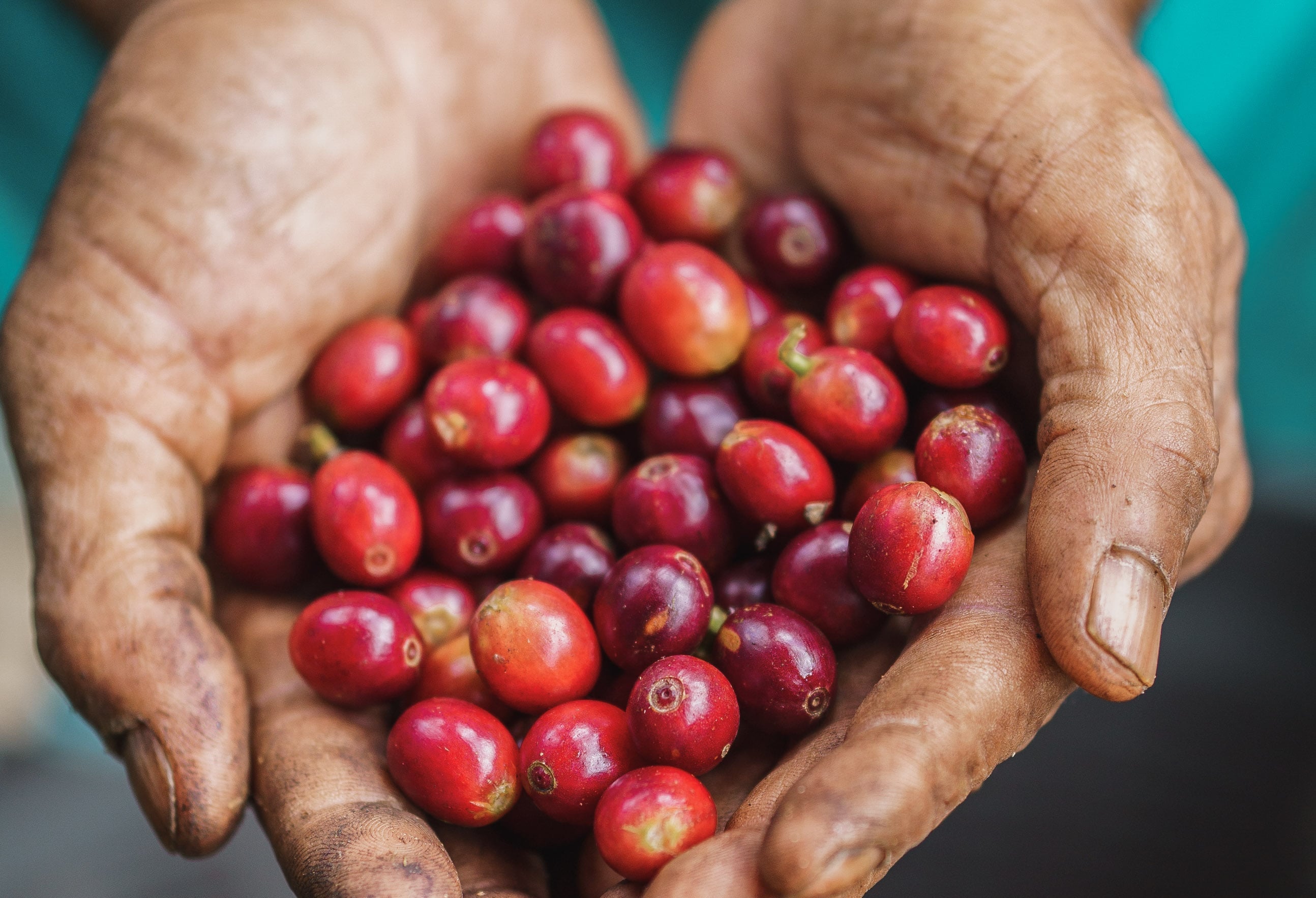 How can you tell the quality of coffee? Get to know the Slow process!