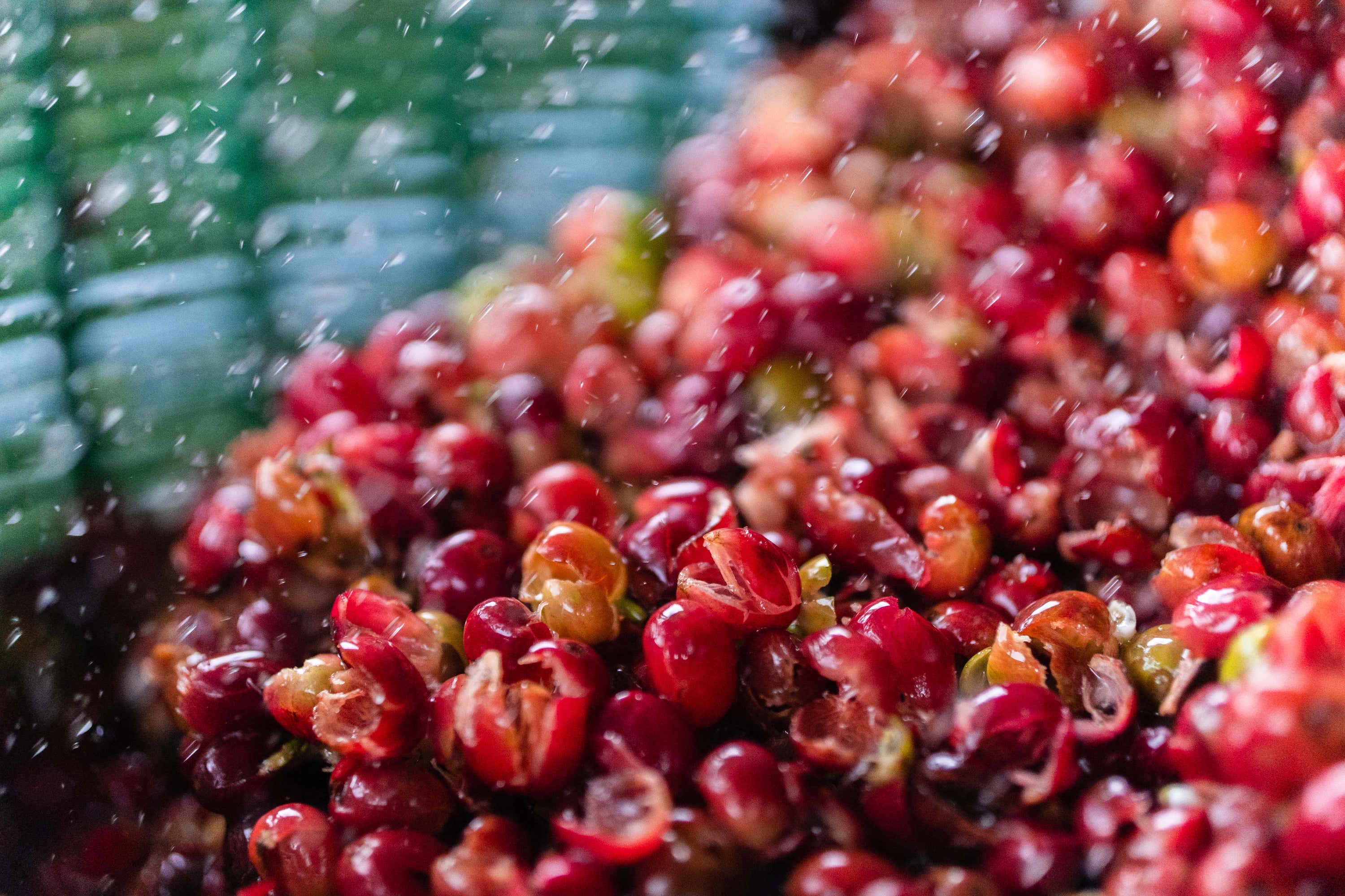 Growing coffee by Slow - Pulping Coffee