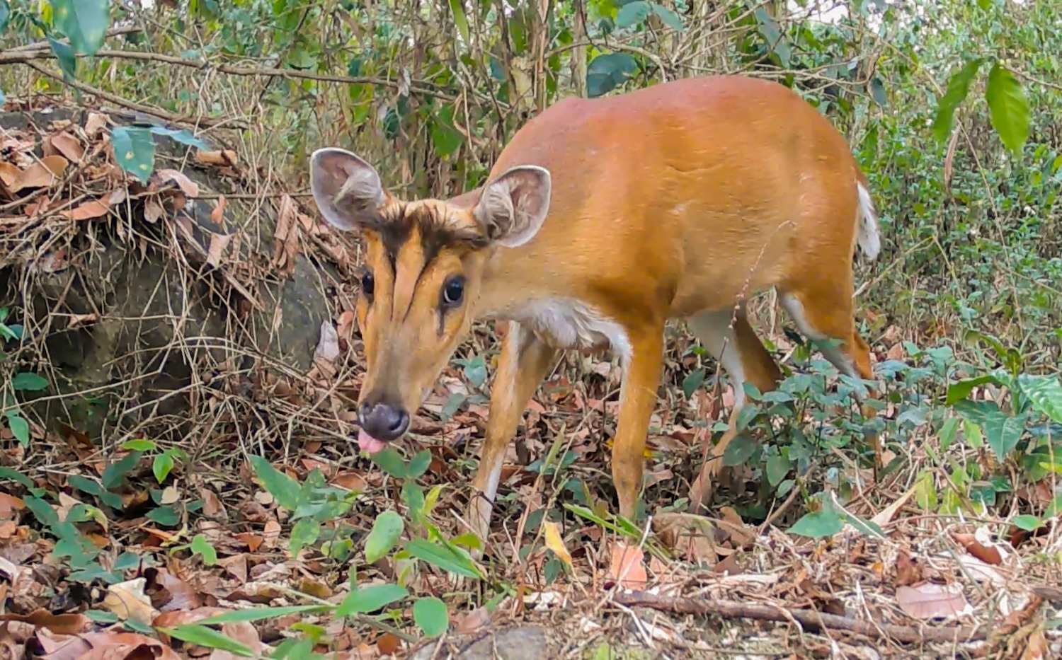Northern Red Muntjac (Muntiacus vaginalis)_wildlife_Lakkhao_farm1 (1)