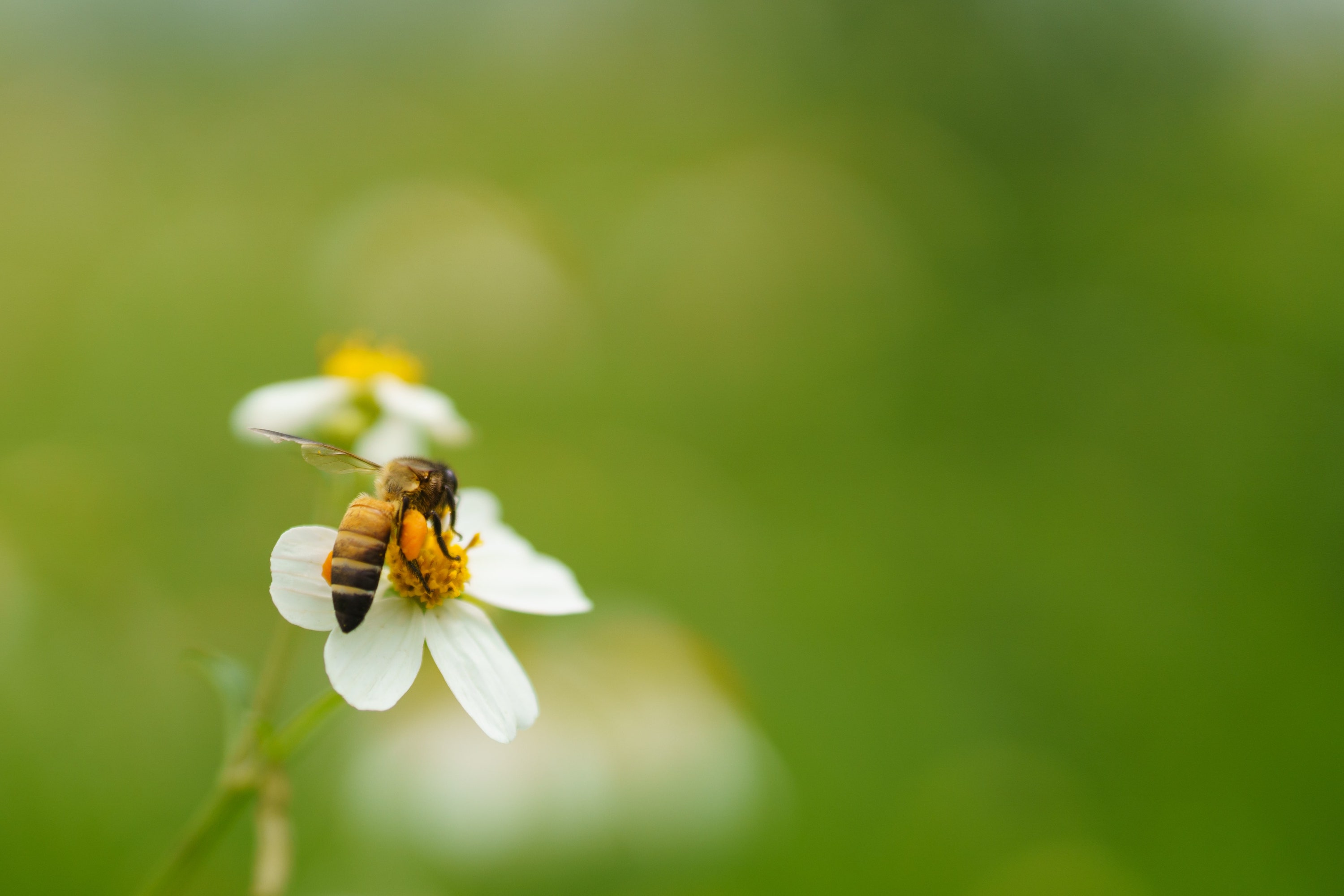 Pollinators - Insect in Slow Lakkhao farm