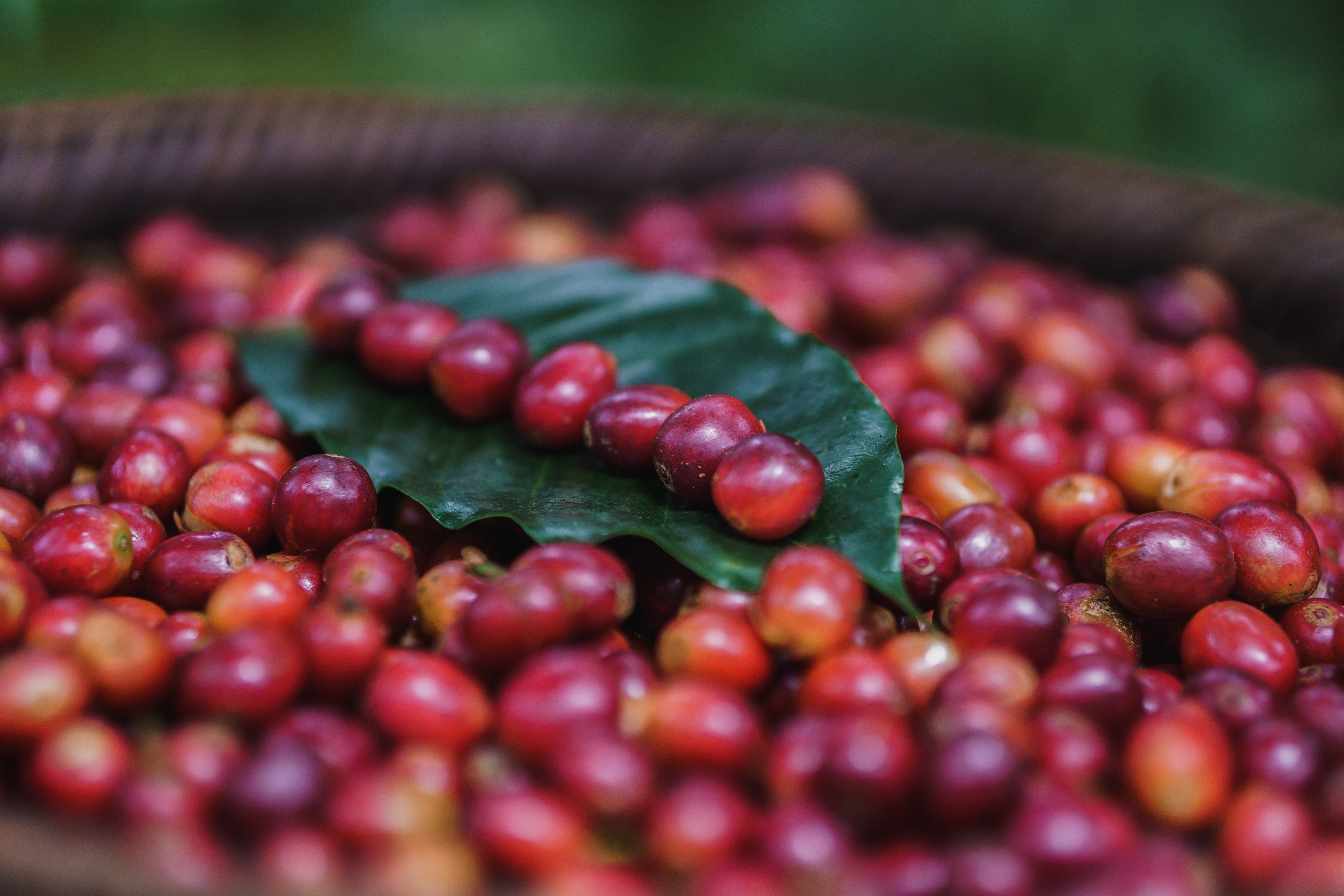 Slow Benefit - Coffee Cherries