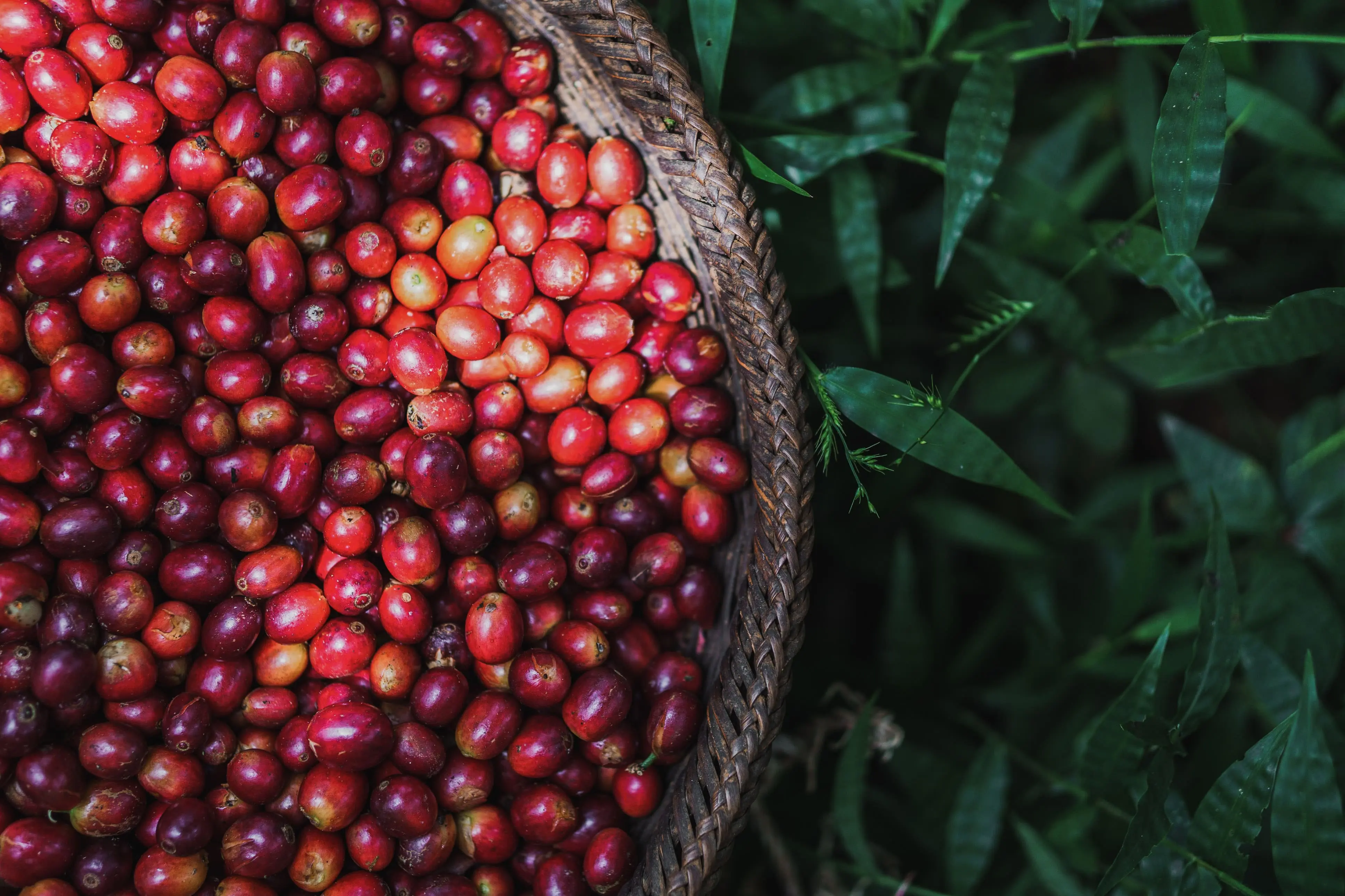 Slow Coffee - Coffee cherries