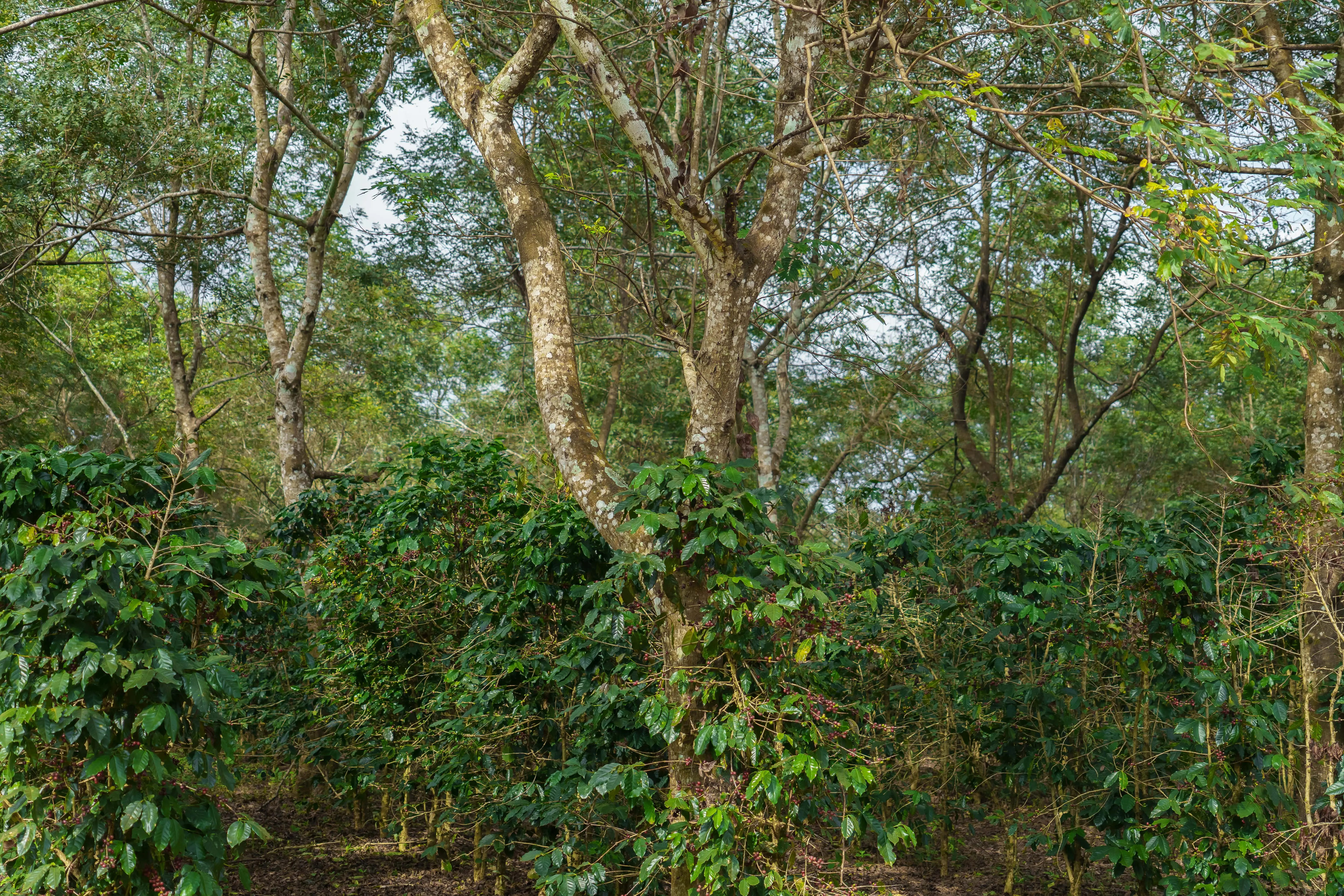 Slow protects forests by growing coffee