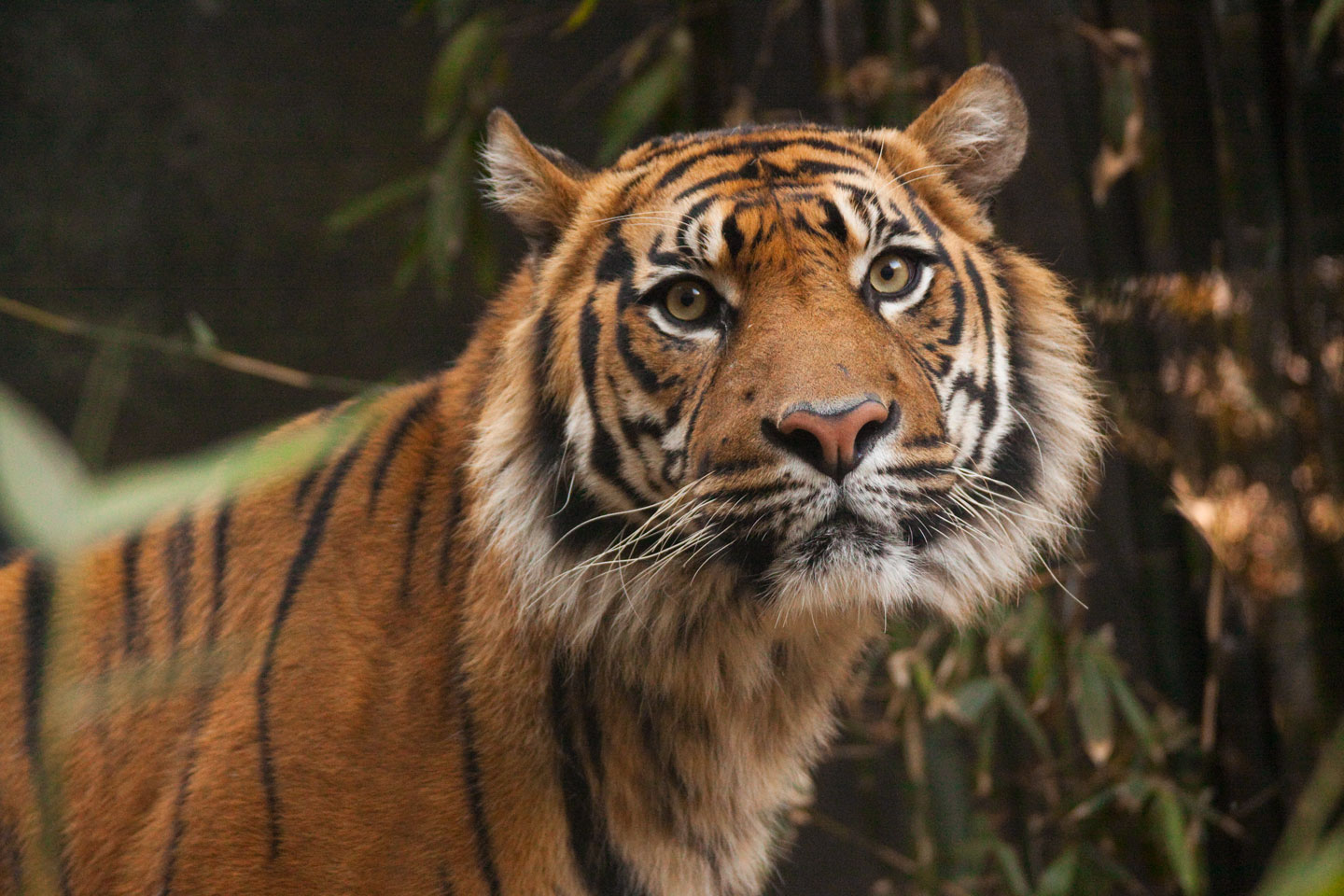 Face to face with a man-eating Sumatran tiger (Panthera tigris spondaic)