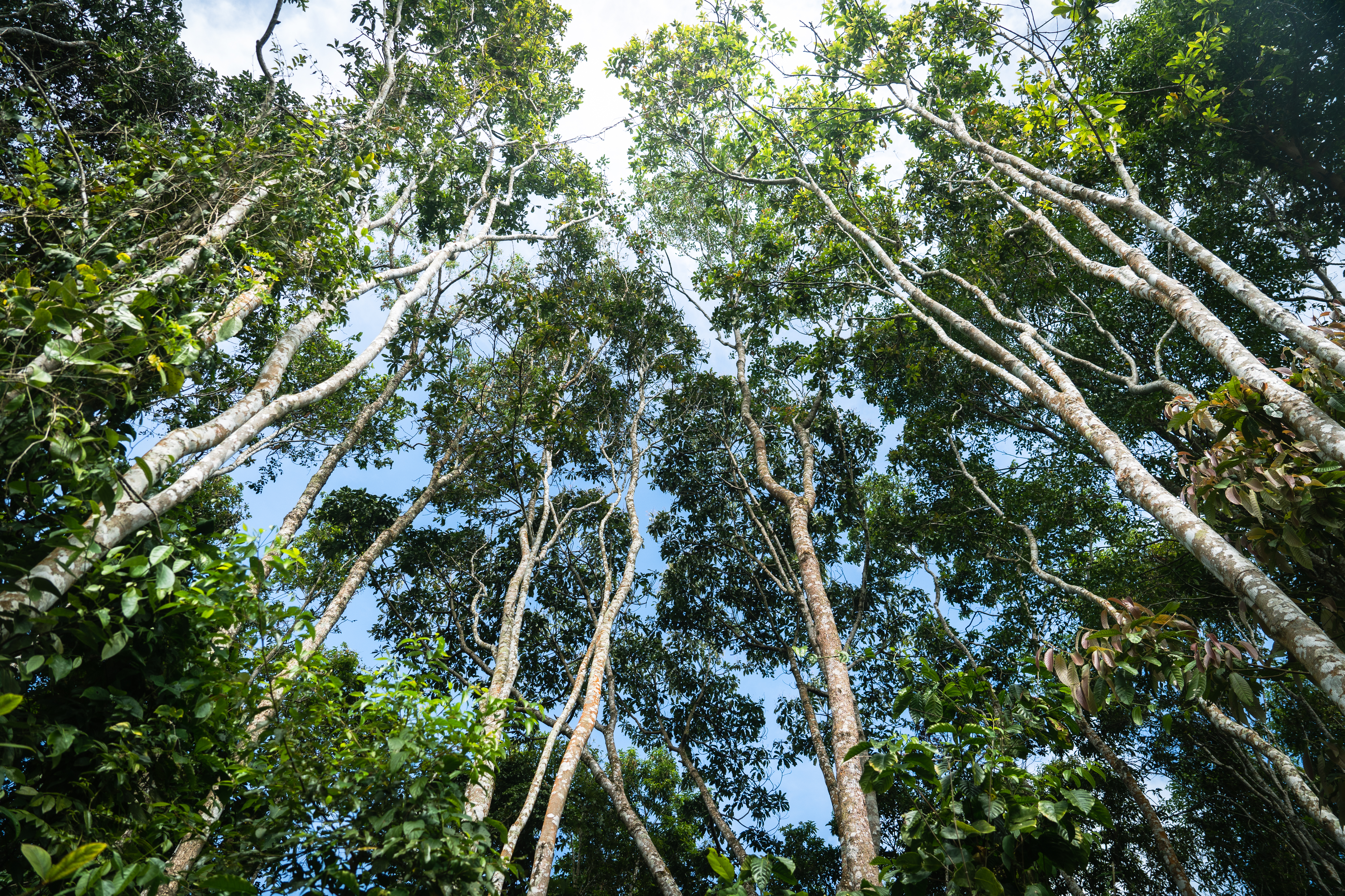 Farm landscape showing buffer zones and canopy structure at Slow.