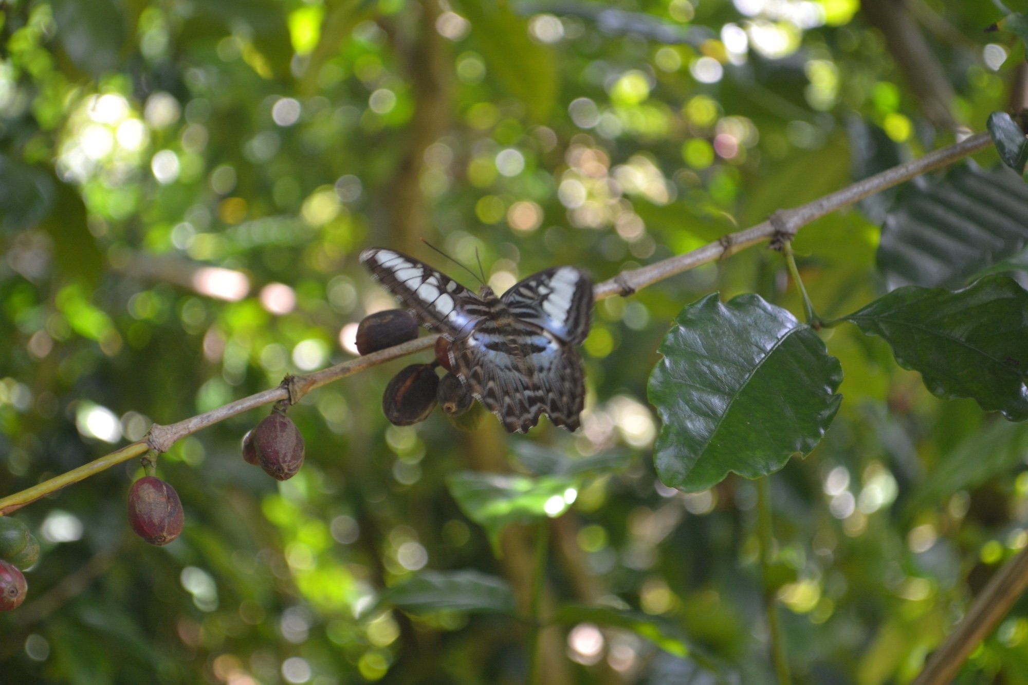 Explore how butterflies boost sustainable coffee farming and biodiversity on coffee farms, fostering a healthier ecosystem