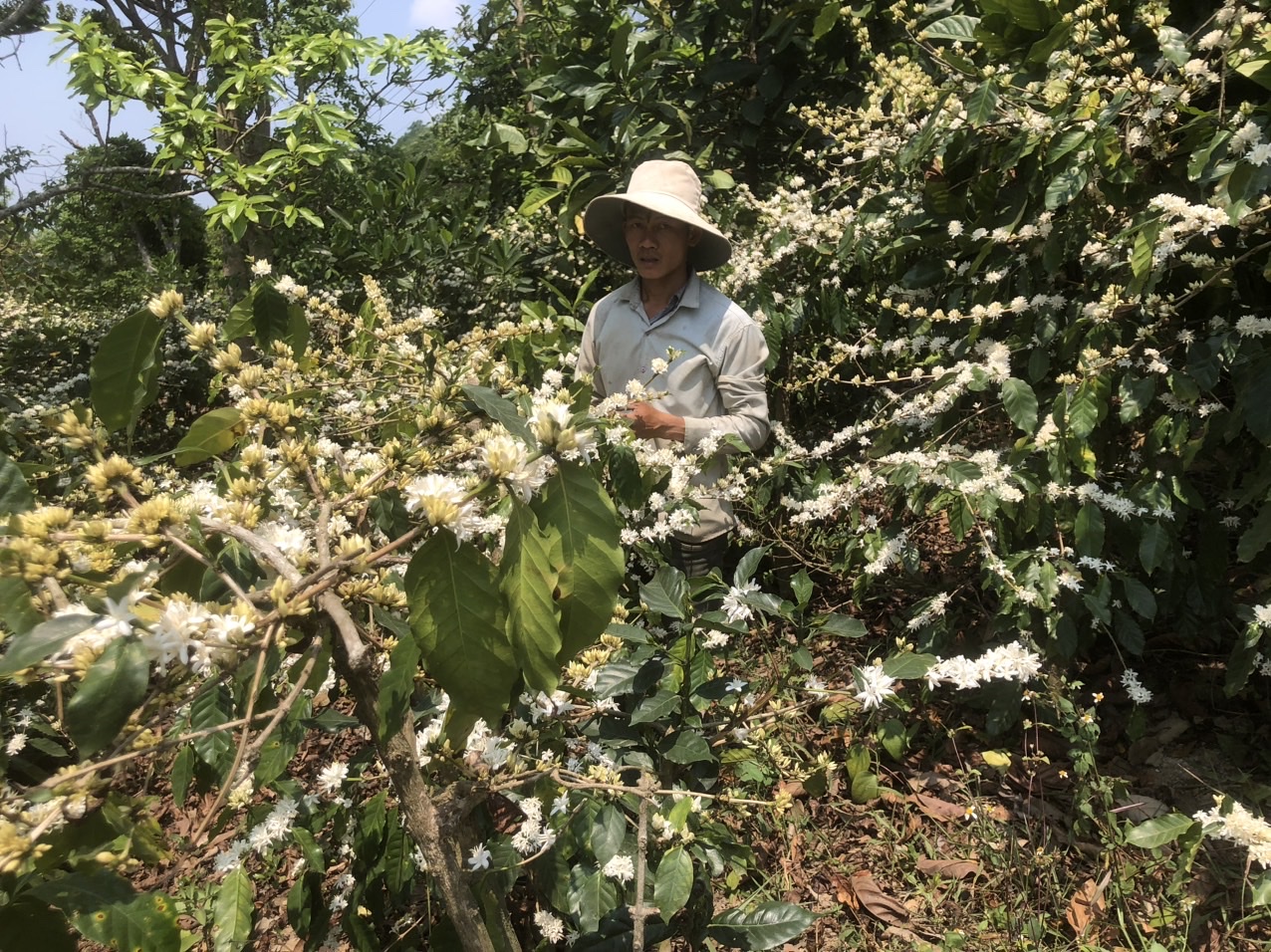 Coffee agroforestry creates wildlife corridor in Vietnam